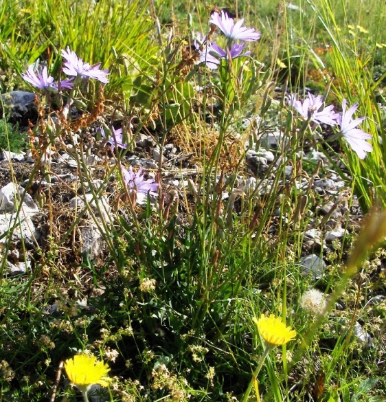 Lactuca perennis